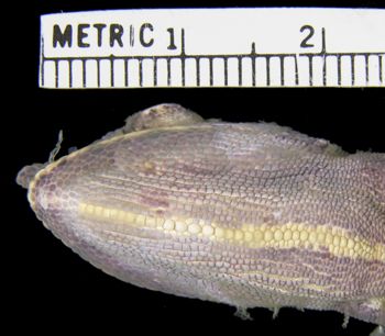 Media type: image; Herpetology R-7758